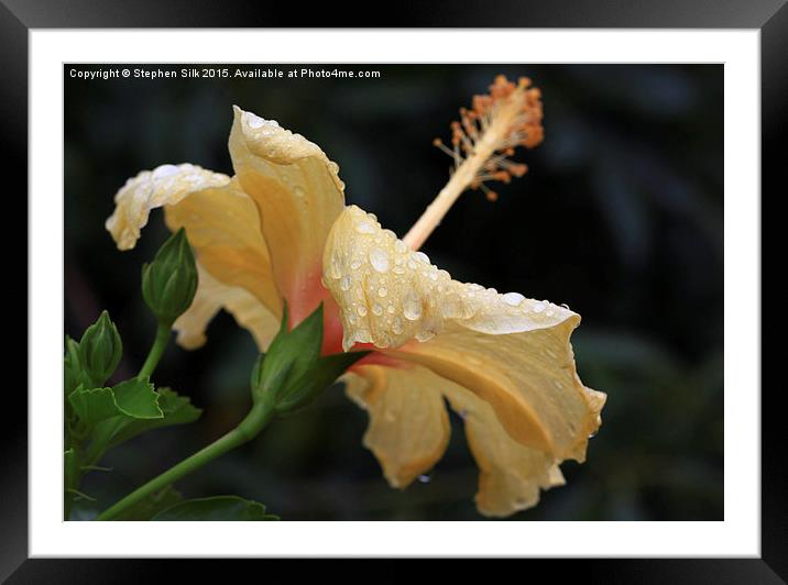  Hibiscus Cream and Wet Petals Framed Mounted Print by Stephen Silk