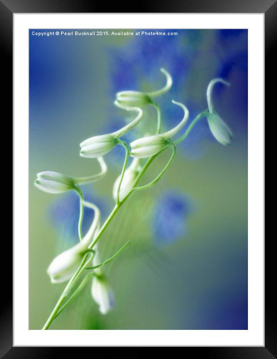 Delphinium Blue Shadow Floral Framed Mounted Print by Pearl Bucknall
