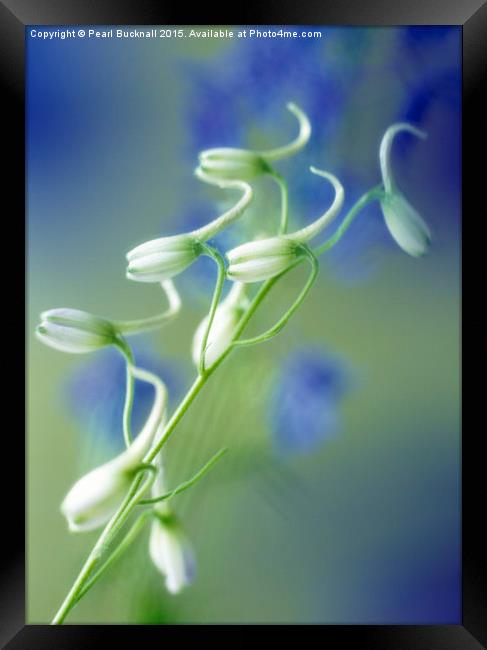 Delphinium Blue Shadow Floral Framed Print by Pearl Bucknall