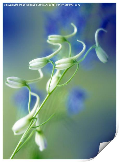 Delphinium Blue Shadow Floral Print by Pearl Bucknall