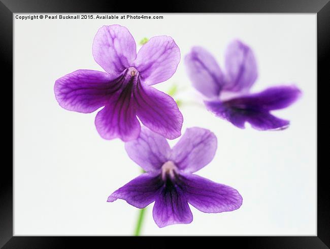 Three Purple Flowers Abstract Framed Print by Pearl Bucknall