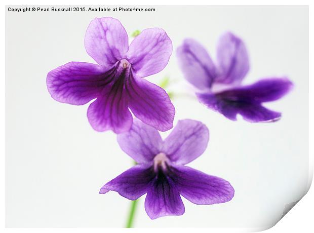 Three Purple Flowers Abstract Print by Pearl Bucknall