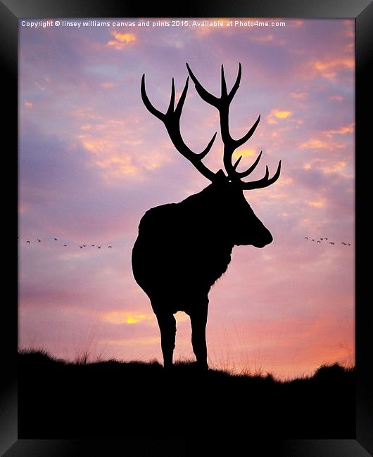 Stag And Sunset  Framed Print by Linsey Williams