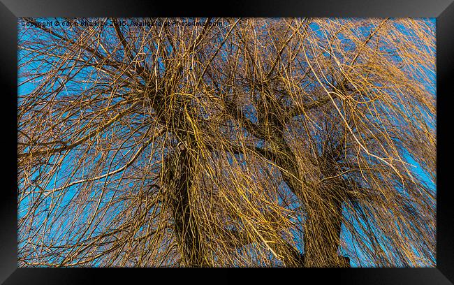  The tangled new growth of the Weeping Willow Framed Print by colin chalkley