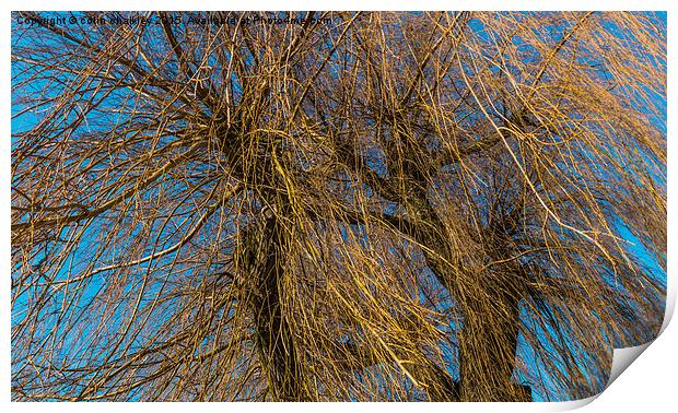  The tangled new growth of the Weeping Willow Print by colin chalkley