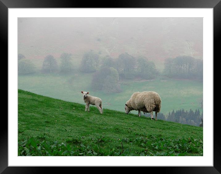  Sheep Perthshire Framed Mounted Print by ian jackson
