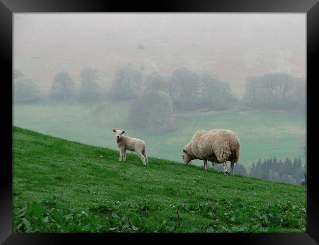  Sheep Perthshire Framed Print by ian jackson