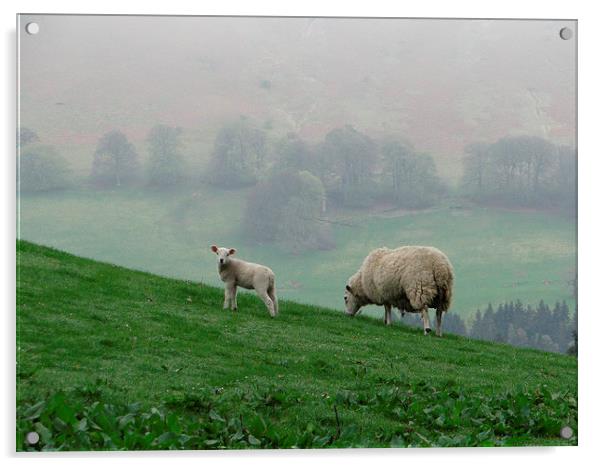  Sheep Perthshire Acrylic by ian jackson