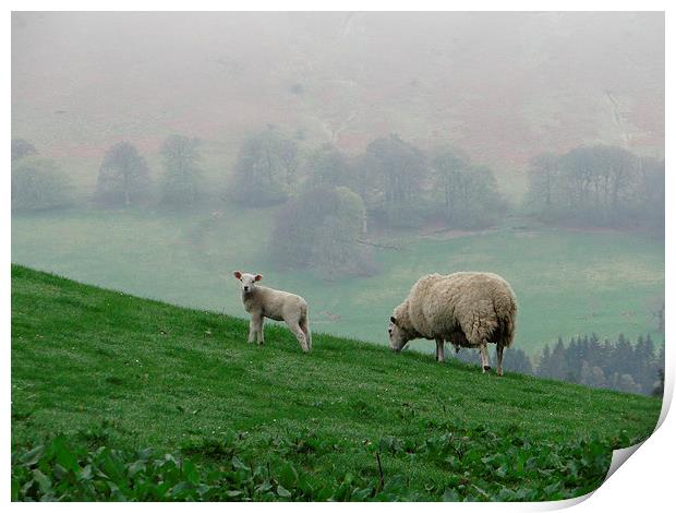  Sheep Perthshire Print by ian jackson