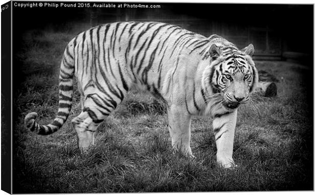  White Tiger Canvas Print by Philip Pound