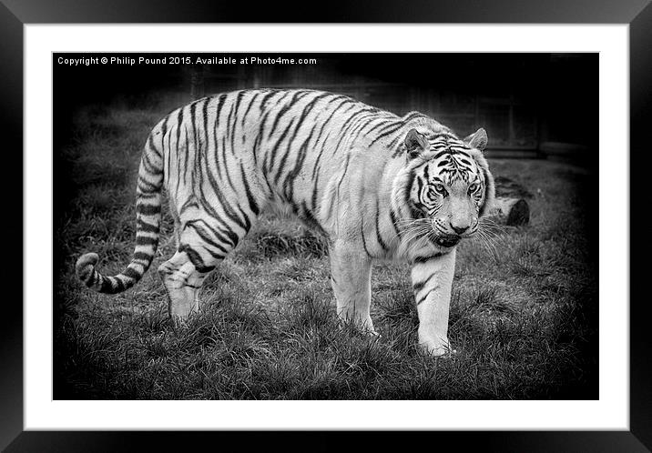  White Tiger Framed Mounted Print by Philip Pound