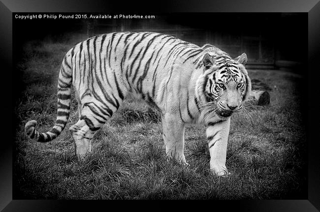  White Tiger Framed Print by Philip Pound