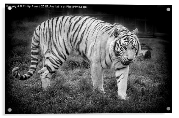  White Tiger Acrylic by Philip Pound