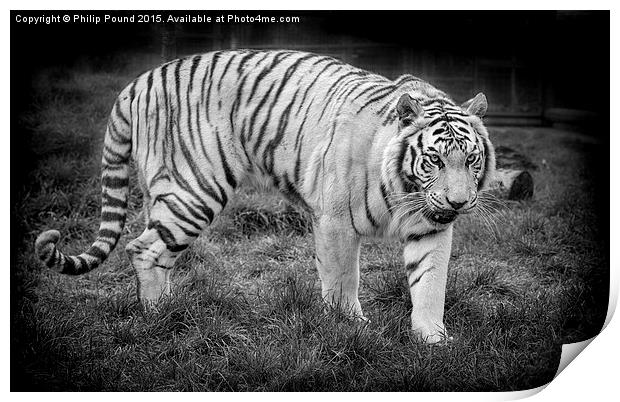  White Tiger Print by Philip Pound