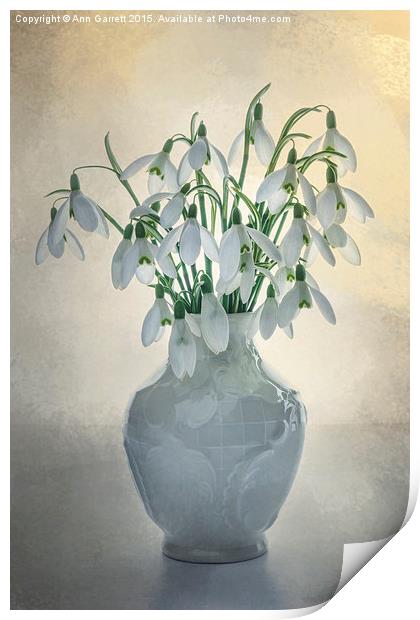 A Vase of Snowdrops Print by Ann Garrett