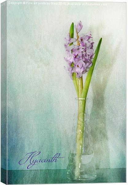  Hyacinth Canvas Print by Fine art by Rina