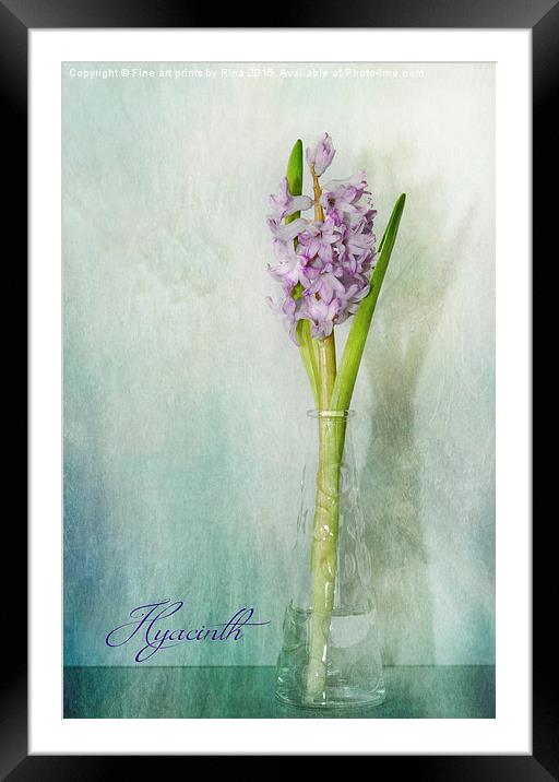  Hyacinth Framed Mounted Print by Fine art by Rina