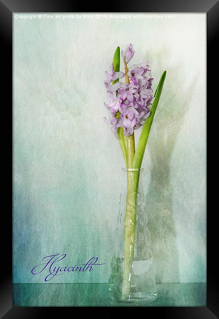  Hyacinth Framed Print by Fine art by Rina