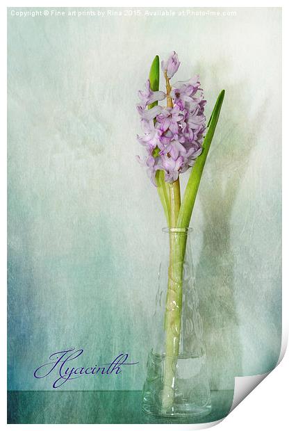  Hyacinth Print by Fine art by Rina