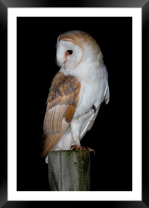   Barn Owl  Framed Mounted Print by Ian Hufton