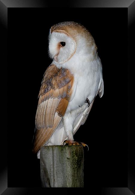   Barn Owl  Framed Print by Ian Hufton