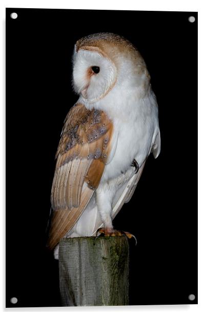   Barn Owl  Acrylic by Ian Hufton