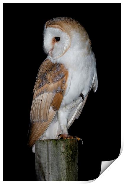   Barn Owl  Print by Ian Hufton