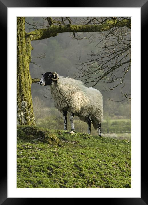 Lost sheep Framed Mounted Print by James Lavott