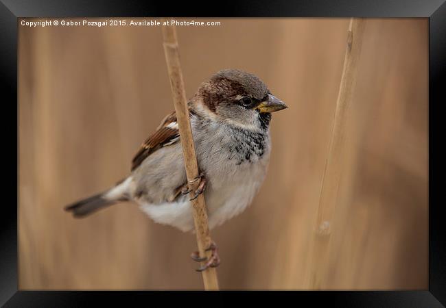 House sparrow (Passer domesticus) Framed Print by Gabor Pozsgai
