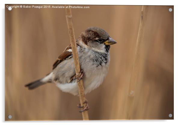 House sparrow (Passer domesticus) Acrylic by Gabor Pozsgai