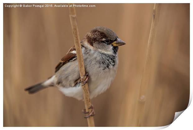 House sparrow (Passer domesticus) Print by Gabor Pozsgai