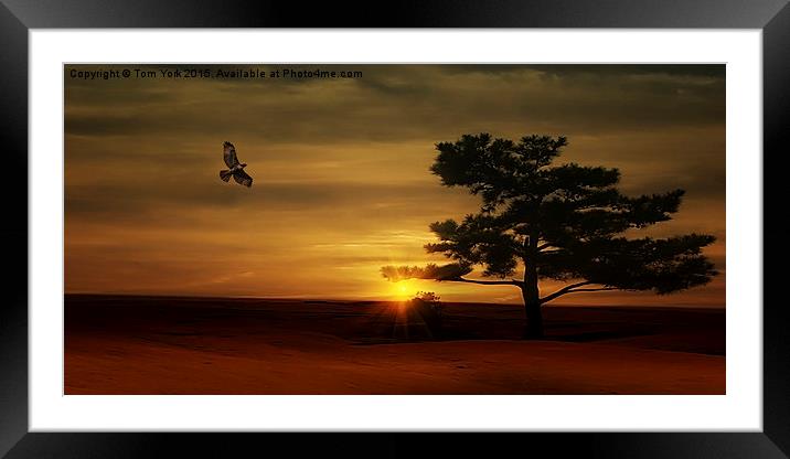 Desert Hawk Framed Mounted Print by Tom York