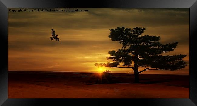 Desert Hawk Framed Print by Tom York