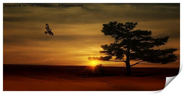 Desert Hawk Print by Tom York