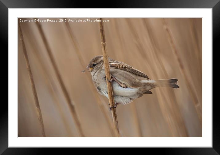 House sparrow (Passer domesticus) Framed Mounted Print by Gabor Pozsgai