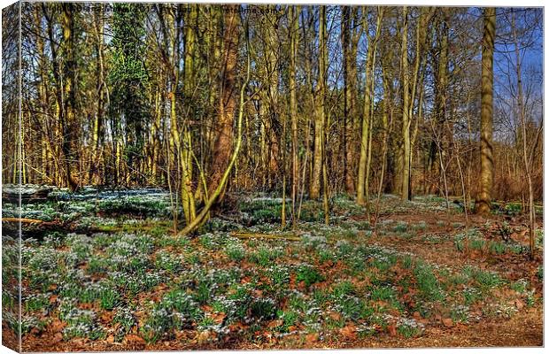 English  Snowdrop Wood Canvas Print by Diana Mower