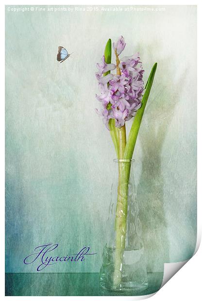  Hyacinth (1a)  Print by Fine art by Rina