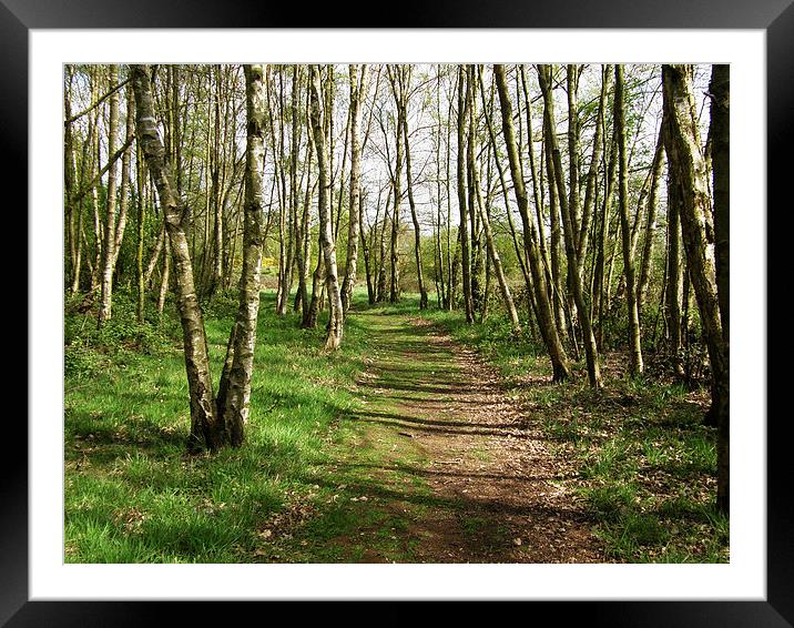  A walk in the woods Framed Mounted Print by Paul Collis