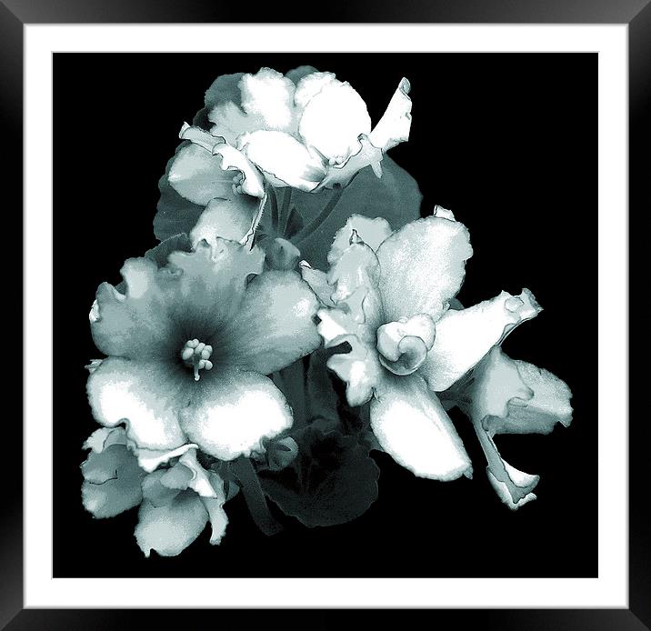 African Violet Duo Tone  Framed Mounted Print by james balzano, jr.