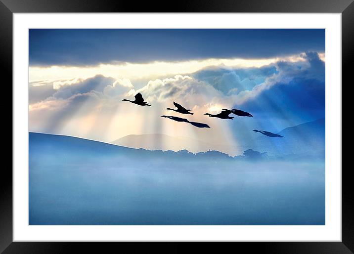  Dawn flight Framed Mounted Print by Robert Fielding