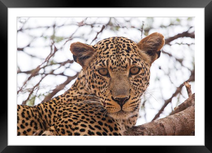 The Leopard's Stare Framed Mounted Print by Howard Kennedy