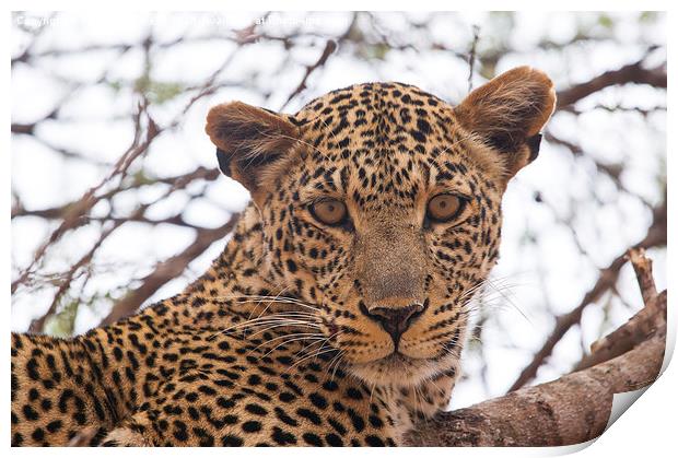 The Leopard's Stare Print by Howard Kennedy