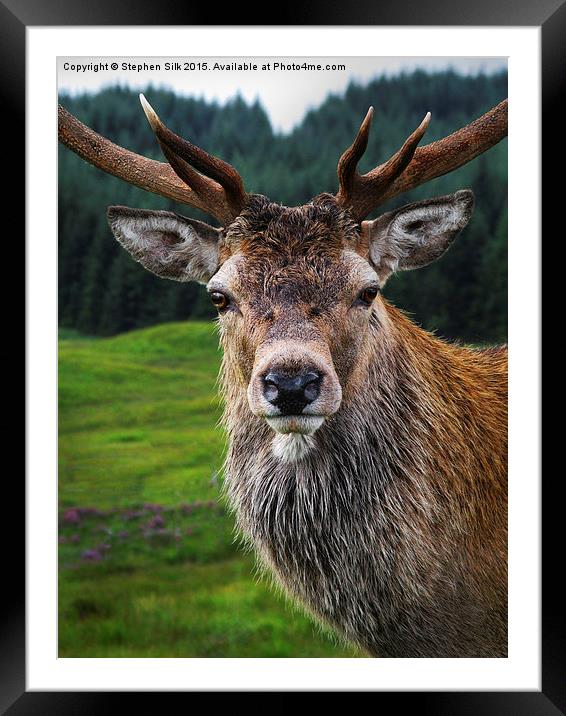 Stag Portrait in the Highlands of Scotland  Framed Mounted Print by Stephen Silk