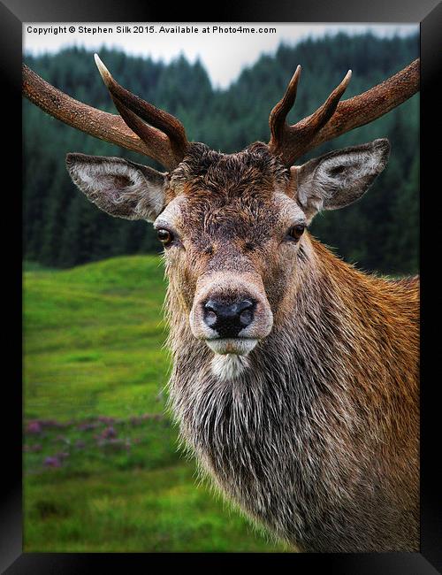 Stag Portrait in the Highlands of Scotland  Framed Print by Stephen Silk