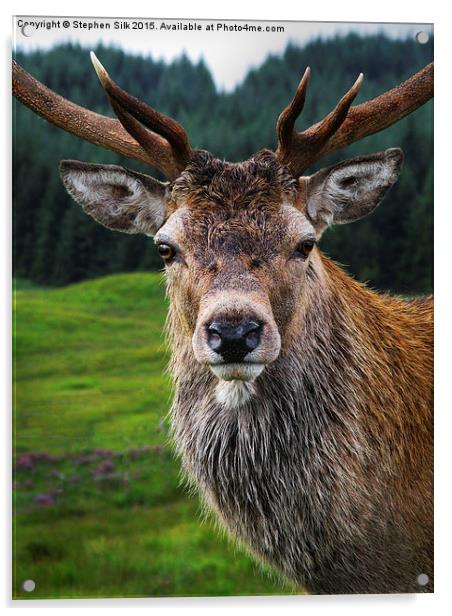 Stag Portrait in the Highlands of Scotland  Acrylic by Stephen Silk