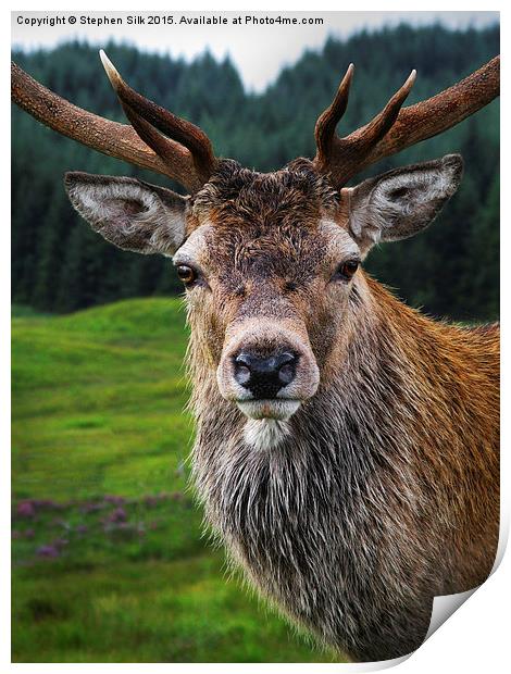 Stag Portrait in the Highlands of Scotland  Print by Stephen Silk