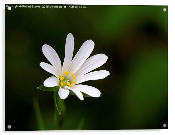  Greater Stitchwort Wild flower Acrylic by Robert Stocker