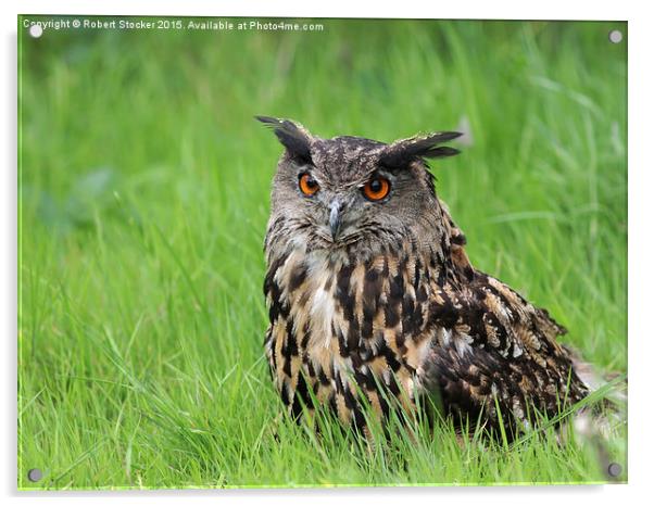  Eurasian Eagle Owl Acrylic by Robert Stocker