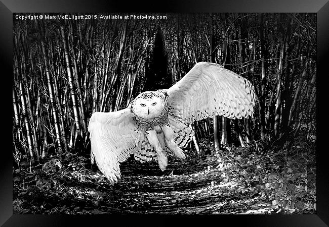 Snow Owl  Framed Print by Mark McElligott