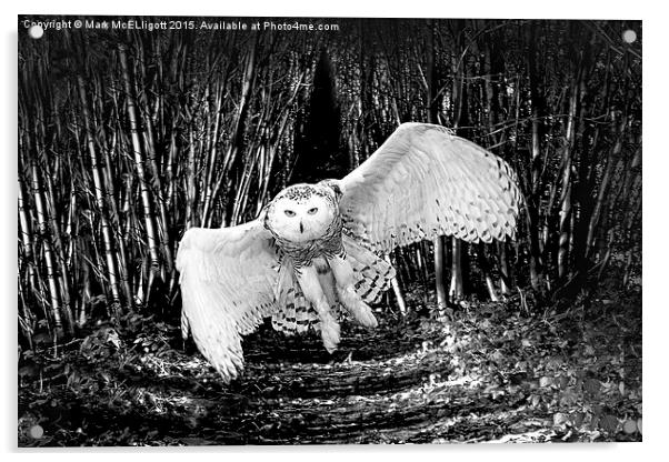 Snow Owl  Acrylic by Mark McElligott